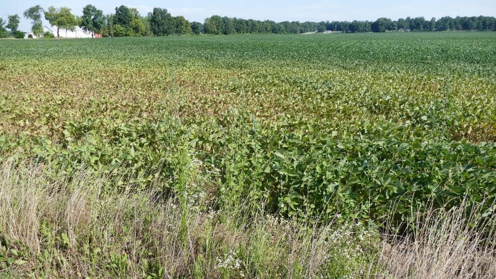 Spider mite damage in soybean